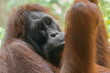 Bornean Orangutan (Pongo pygmaeus) portrait, close-up