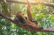 Monkey orangutan resting in a hammock on a tree