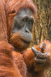 Orangutan looks at the camera