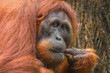 Thoughtful Bornean Orangutan (Pongo pygmaeus) portrait, close-up