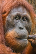 Thoughtful Bornean Orangutan (Pongo pygmaeus) portrait, close-up