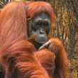 Bornean Orangutan (Pongo pygmaeus) portrait, close-up