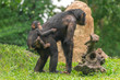 A female chimpanzee with a baby on her back