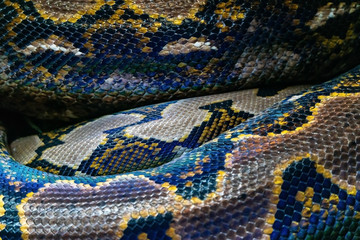 Blue and yellow snake, close-up