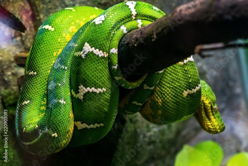Zdjęcie XXL Jasny zielony wąż na szkopuł