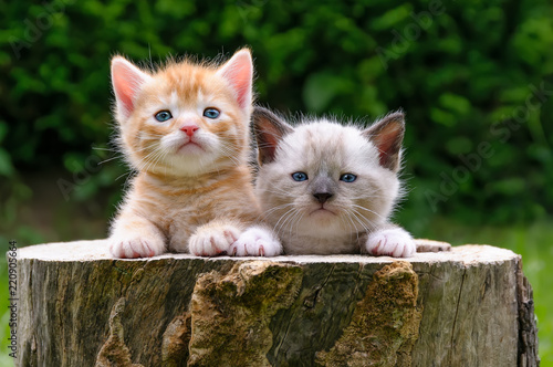 Fotomural Two baby kittens in a hollowed tree log in a garden