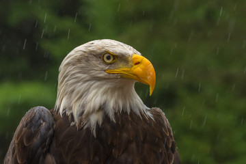 Bald eagle under the rain looking around for a meal