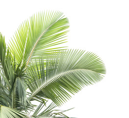 Wall Mural - palm tree isolated on white background