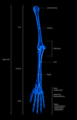 Infographic diagram of human skeleton upper limb bone anatomy system or arm bone anterior view-3D- medical illustration- human anatomy- medical diagram- educational concept- x-ray blue film color