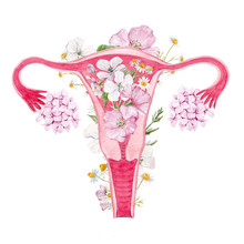 Woman Uterus With Flowers Illustration