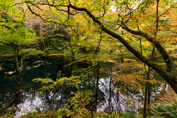 Wall Mural - autumn lake and forest