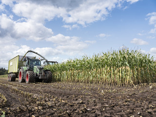 Poster - corn crop is loaded in cart behind tractor during harvest in the netherlands