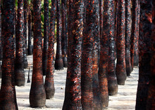 Black Burned Palm Trees Trunks In A Row