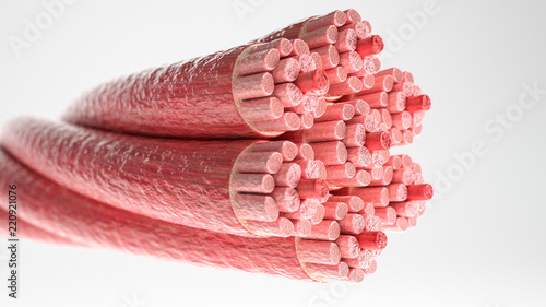 Muscle Type: Cardiac muscle - Cross section through a muscle with visible muscle Tablou Canvas