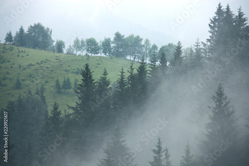  Fototapeta z lasem we mgle   mglisty-krajobraz-z-jodlowym-lasem-w-stylu-retro-vintage-hipster