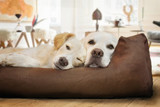 Fototapeta Pokój dzieciecy - Zwei Hunde schlafen zusammen im Hundebett