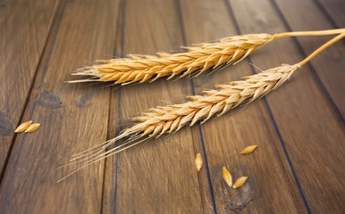 Wall Mural - Closeup of Golden Barley / Wheat Plants