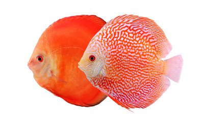 Two colorful discus fishes isolated on white background. Beautiful freshwater aquarium fishes