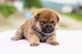 Fototapeta Psy - Close-up Portrait of serious and lovely two weeks old puppy breed shiba inu lying on the table