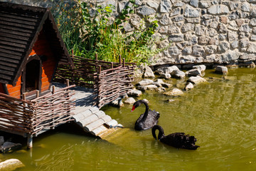 Poster - Pair of black swans swimming on the lake in city park