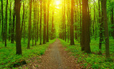 Fototapeta Fototapety z widokami - Forest  and sun rays