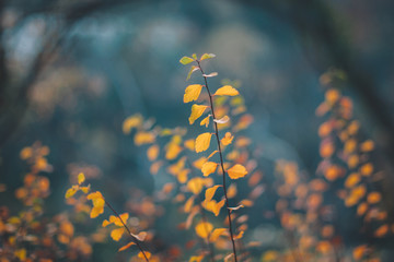 Beautiful nature of Georgia. Autumn colours