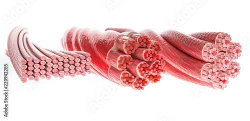 Fotografie, Tablou  All muscle types in one picture, Skeletal, Cardial and Smooth Muscles - 3D Rende