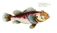 Illustration Of Fish