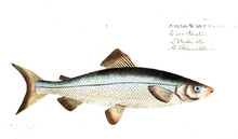 Illustration Of Fish