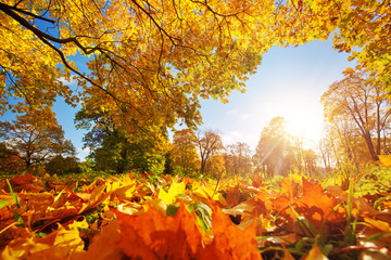 trees with multicolored leaves on the grass in the park. Maple foliage in sunny autumn. Sunlight in early morning in forest