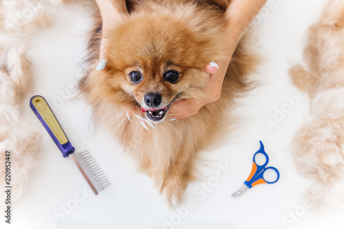 Fotografía a portrait of a professional dog hairdresser grooming a dog