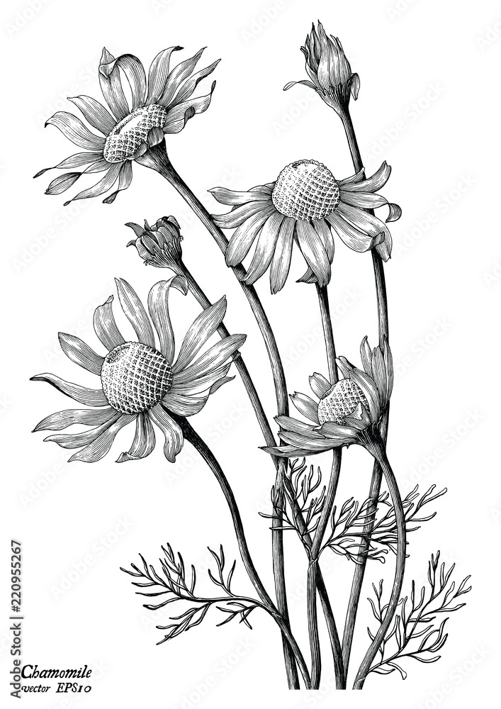 Chamomile flowers hand draw vintage clip art isolated on white background - obrazy, fototapety, plakaty 