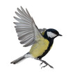 closeup of flying isolated great tit