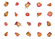 Dried Roses And Petals Isolated On White Background. Top View. Flat Lay.