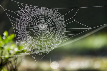 spider web in sunny forest.