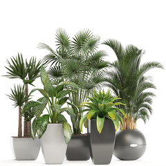 Wall Mural - collection of ornamental plants in pots