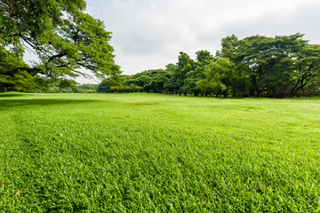 Wall Mural - Green grass field in park at city center