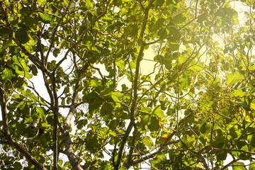 Wall Mural - green leaf of treetop with light background