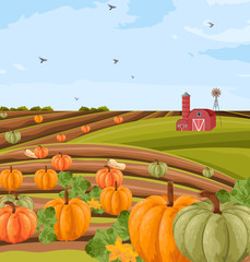 pumpkins harvest vector. autumn seasonal banner templates