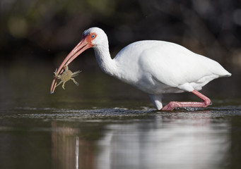 The American white ibis (Eudocimus albus)foraging and catching crabs and fish in a pond at Fort Meyers Beach.