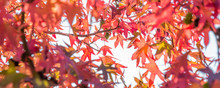 Autumn Maple Leaves, Looking Up In A Forest In Autumn