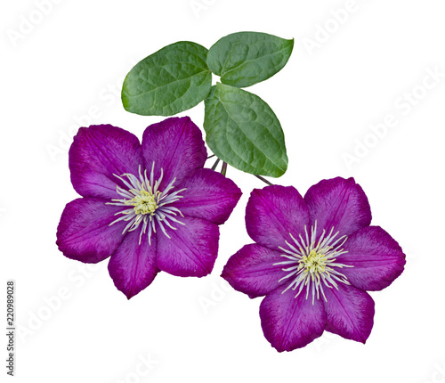 Purple clematis isolated on white background