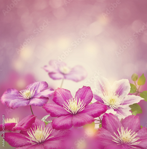 Purple clematis flowers