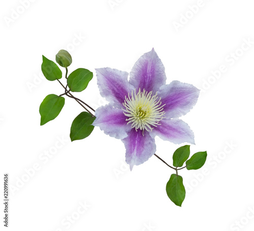 Purple clematis on a stem