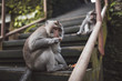 Macacos comiendo en la jungla de Indonesia