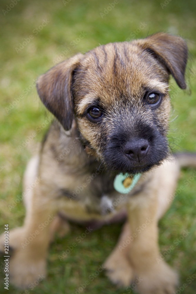 son border terriers tiernos