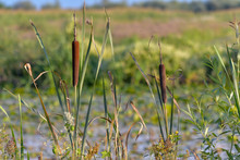 Cattails/bulrush Beside River. It Has Another Vivid Name: Corn Dog Grass.