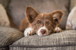 Red and White Border Collie Puppy on Luxury Sofa