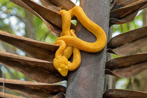 Zdjęcie XXL Żółty wąż w Kostaryce