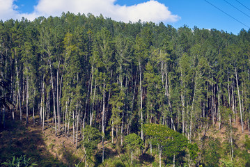 Wall Mural - forest with tall trees in Sri Lanka